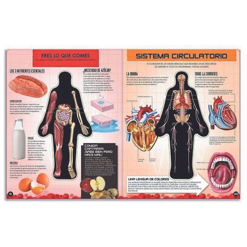 MIREMOS-CUERPO-HUMANO4